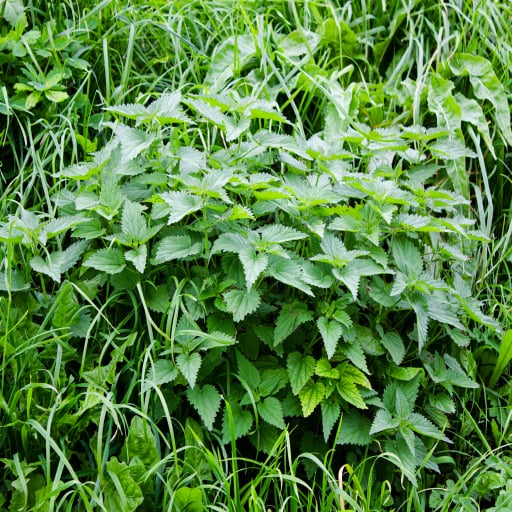 Nettle Root